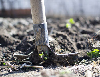 Tipps zum Hecke pflanzen von Bendick in Mettingen