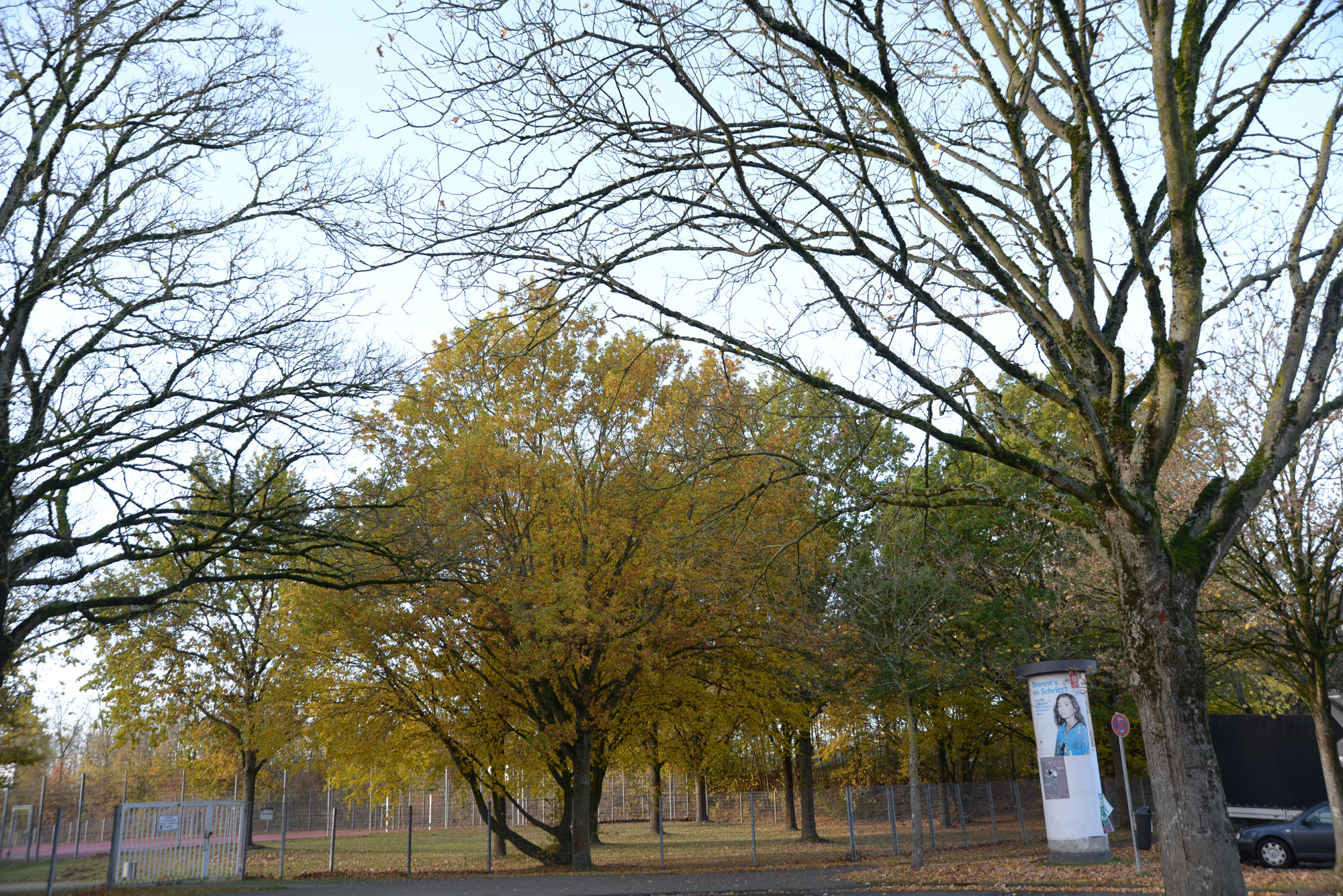 Herbstlaub - leider fallen nicht alle Blätter auf einmal ab