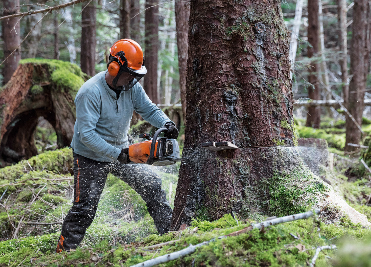 Motorsägen bei Bendick in Mettingen