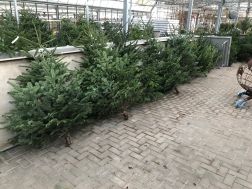 Weihnachtsbaum jetzt bei Bendick in Mettingen kaufen