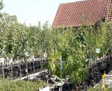 Pflanzen in Baumschulqualität bei Bendick in Mettingen