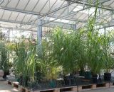 Pflanzen in Baumschulqualität bei Bendick in Mettingen