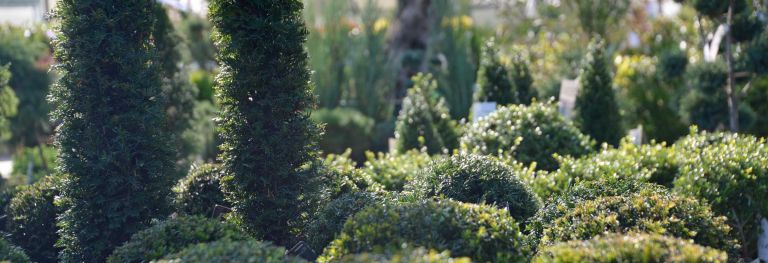 BAumschulpflanzen bei Bendick in Mettingen