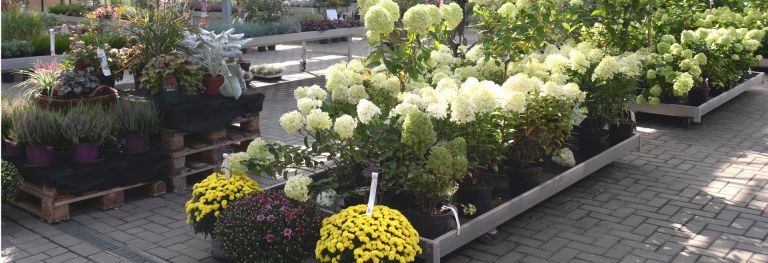 Staudenpflanzen bei Bendick in Mettingen